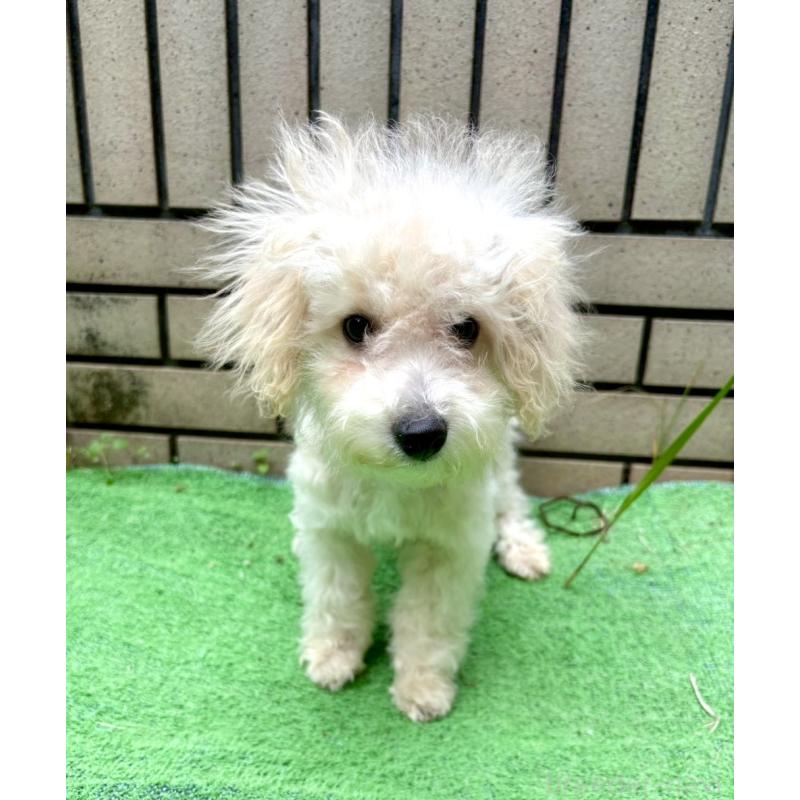 販売中の東京都のビションプー:ビションフリーゼ×トイプードル-399635の5枚目