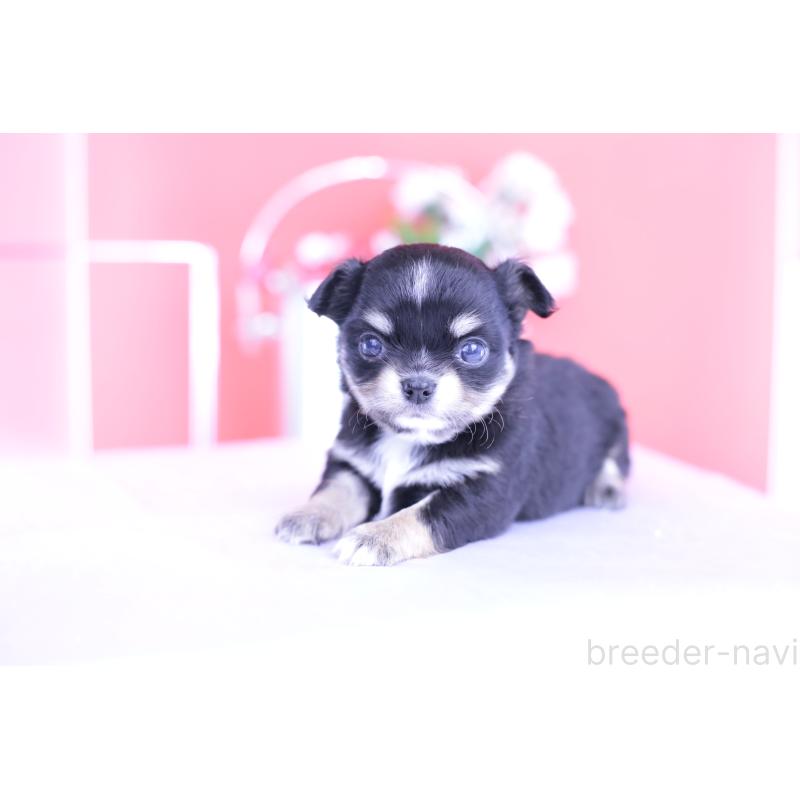 販売中の愛知県のチワワ(ロングコート)-424765の5枚目