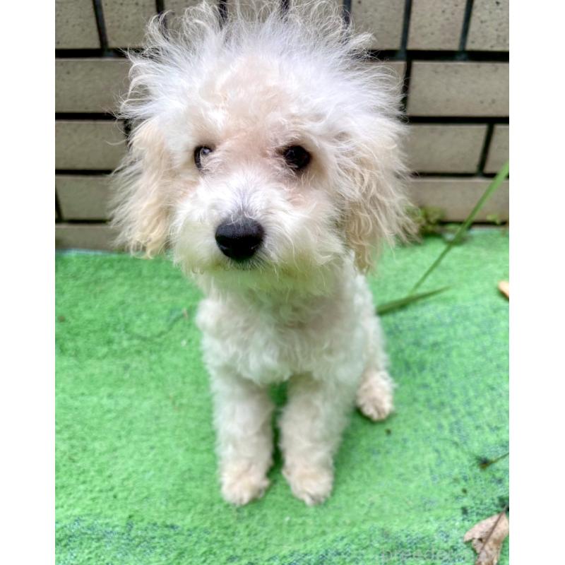 販売中の東京都のビションプー:ビションフリーゼ×トイプードル-399635の4枚目