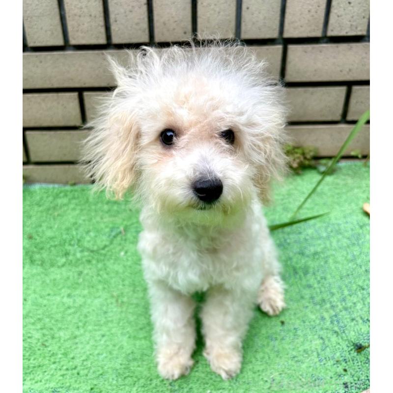 販売中の東京都のビションプー:ビションフリーゼ×トイプードル-399635の3枚目