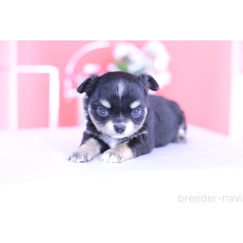 販売中の愛知県のチワワ(ロングコート)-424765の4枚目