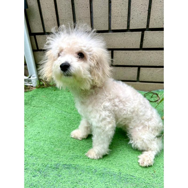 販売中の東京都のビションプー:ビションフリーゼ×トイプードル-399635の2枚目