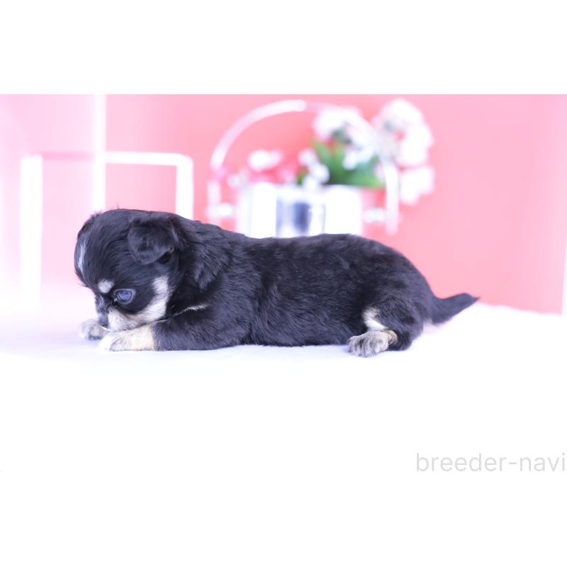 販売中の愛知県のチワワ(ロングコート)-424765の3枚目