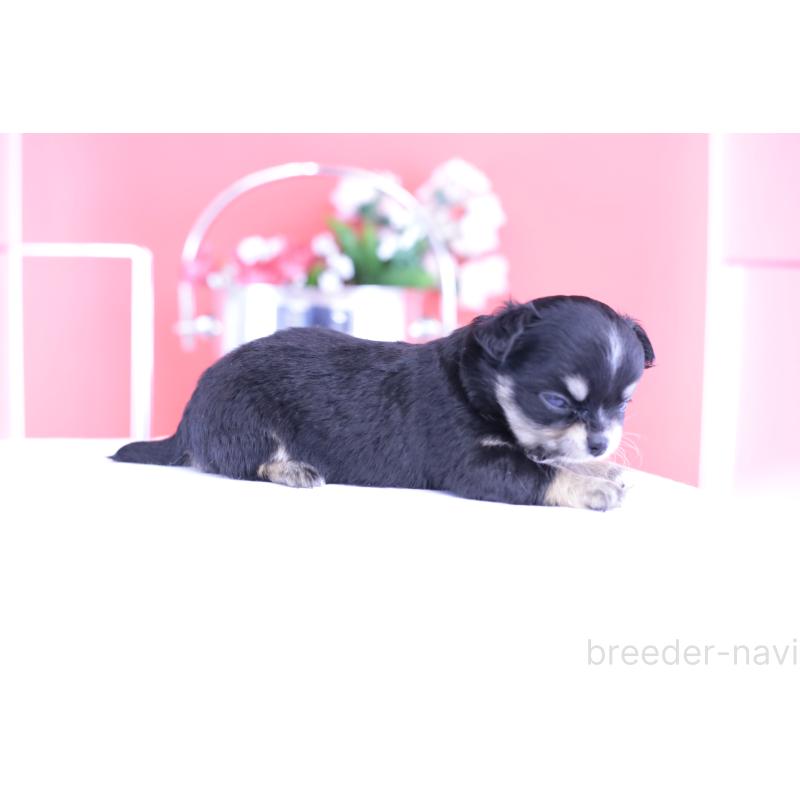 販売中の愛知県のチワワ(ロングコート)-424765の2枚目