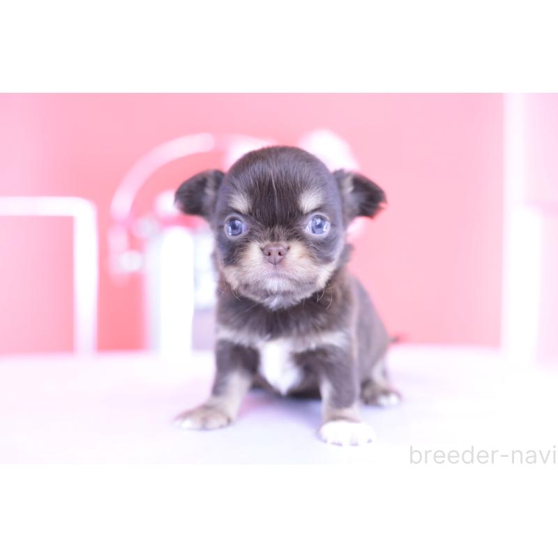 販売中の愛知県のチワワ(ロングコート)-424766の5枚目