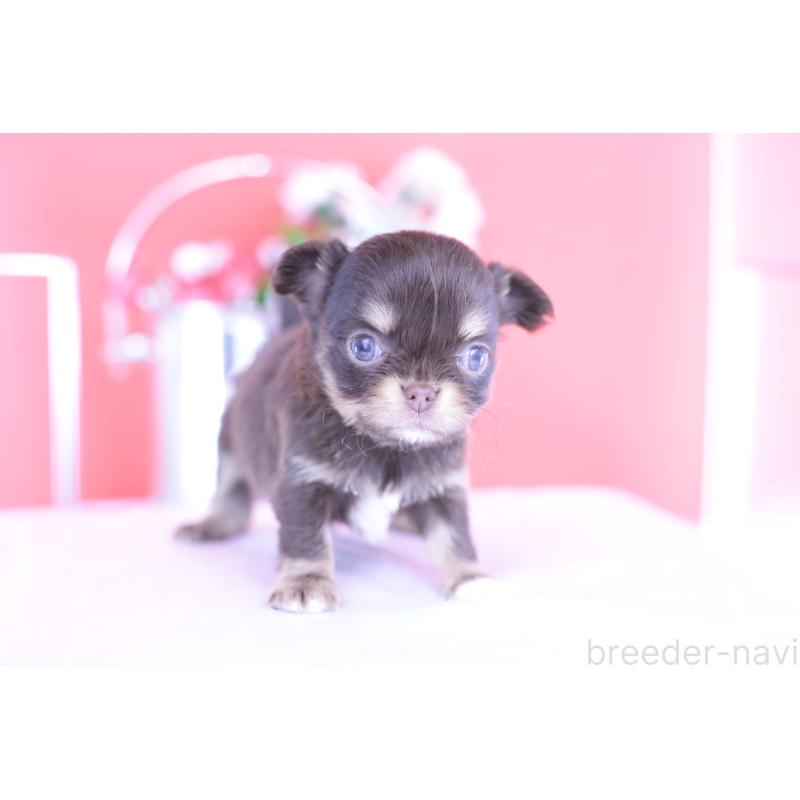 販売中の愛知県のチワワ(ロングコート)-424766の4枚目