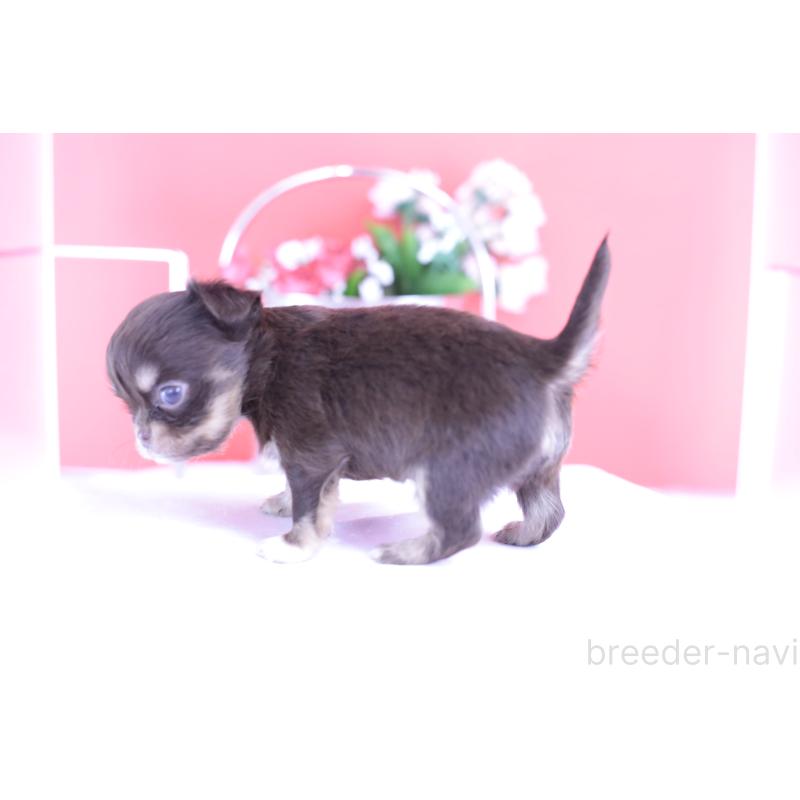 販売中の愛知県のチワワ(ロングコート)-424766の3枚目