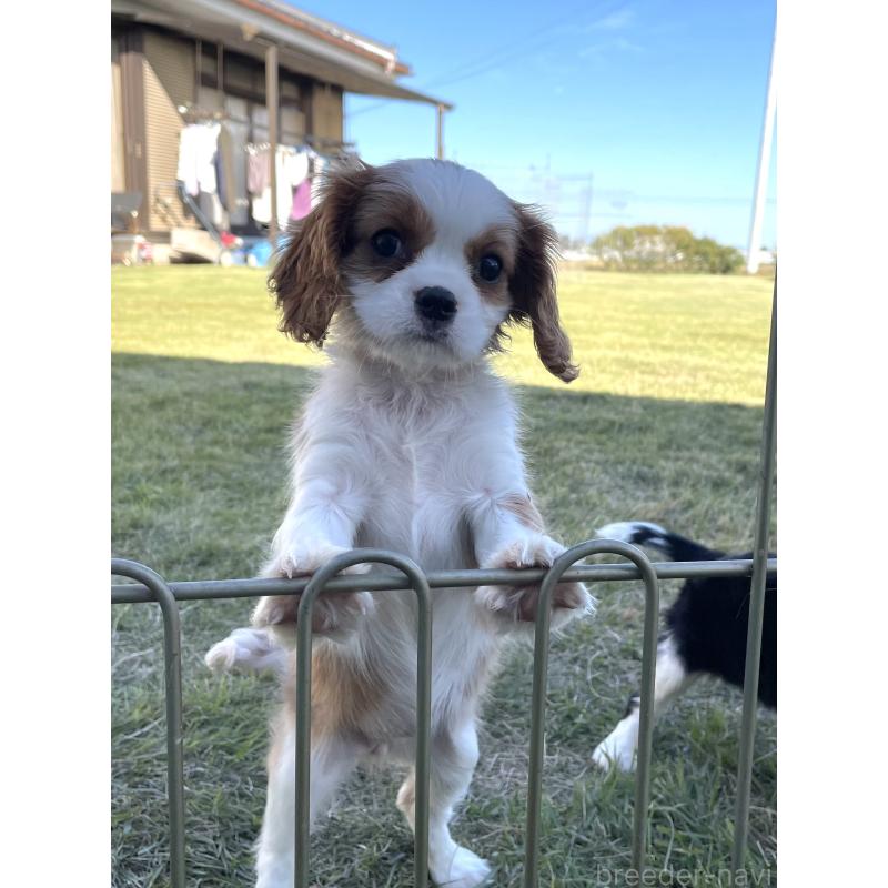 販売中の茨城県のキャバリアキングチャールズスパニエル-416704の12枚目