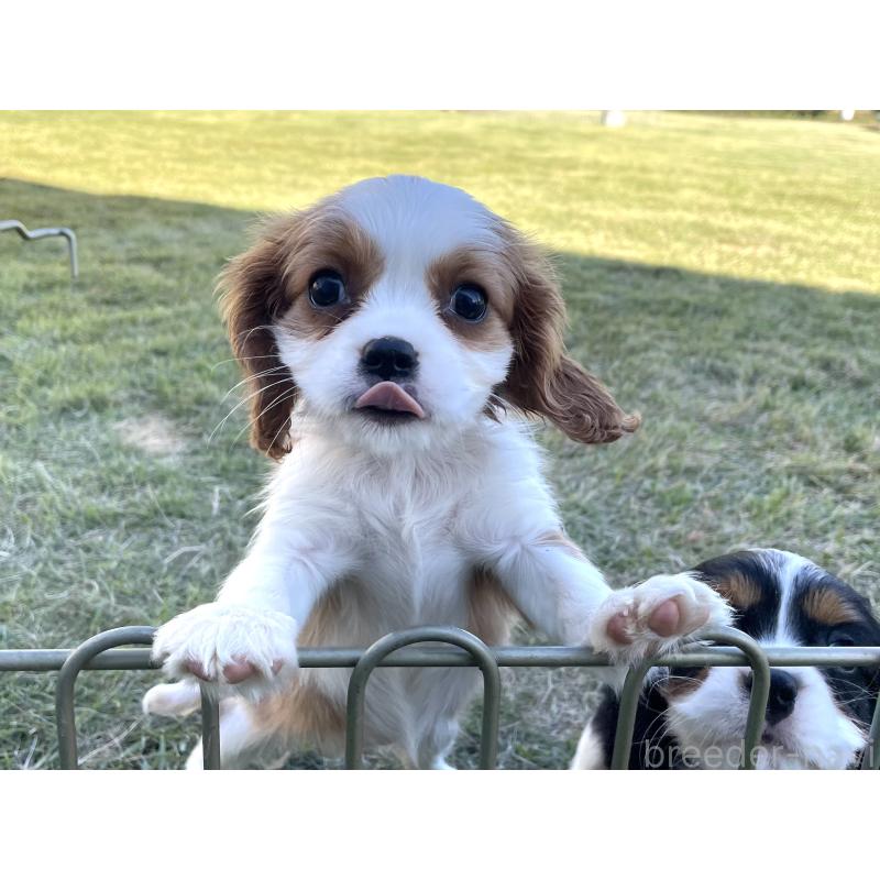 販売中の茨城県のキャバリアキングチャールズスパニエル-416704の11枚目