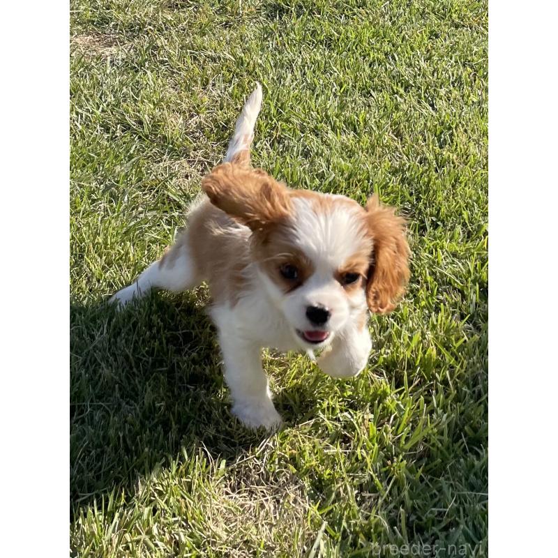 販売中の茨城県のキャバリアキングチャールズスパニエル-416704の10枚目