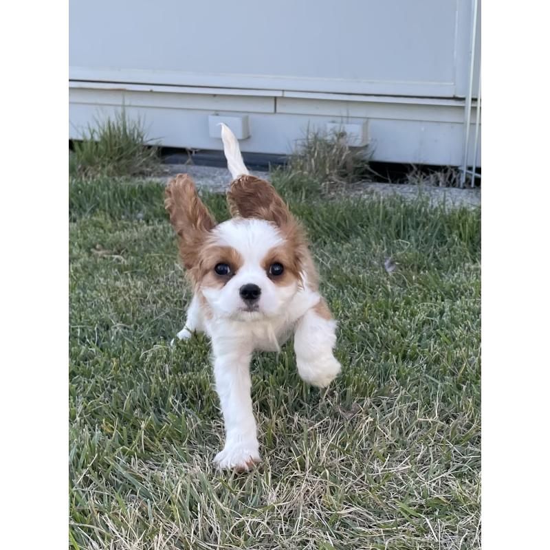 販売中の茨城県のキャバリアキングチャールズスパニエル-416704の9枚目