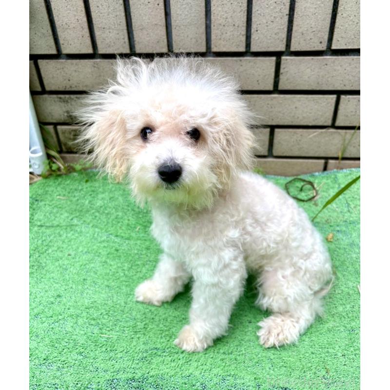 販売中の静岡県のビションプー:ビションフリーゼ×トイプードル-402591の4枚目