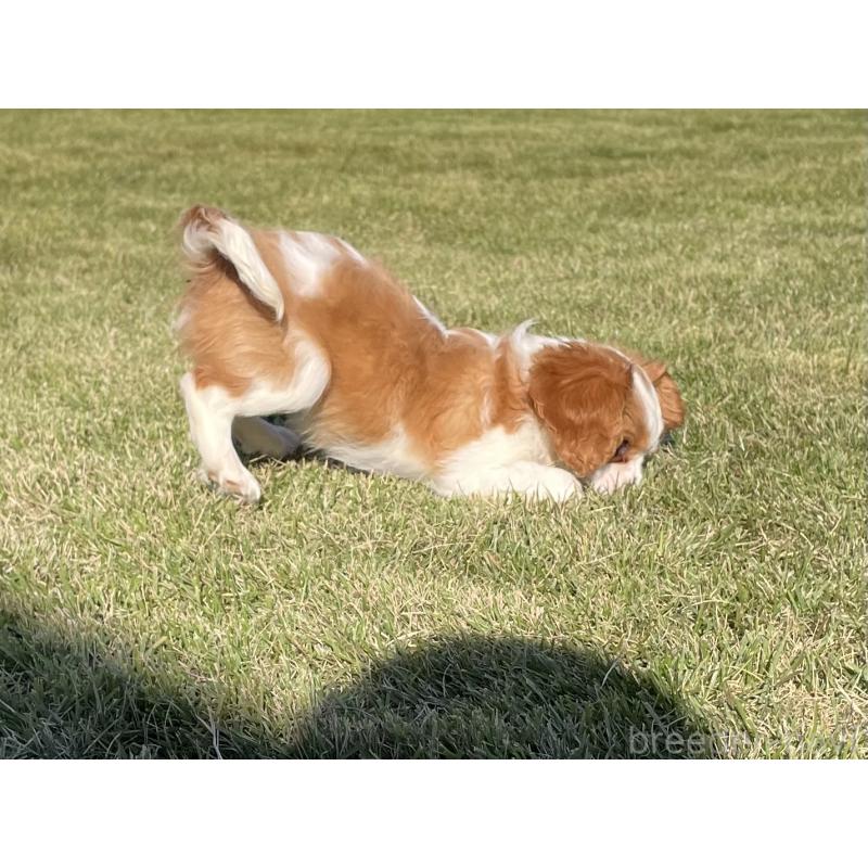 販売中の茨城県のキャバリアキングチャールズスパニエル-416704の8枚目