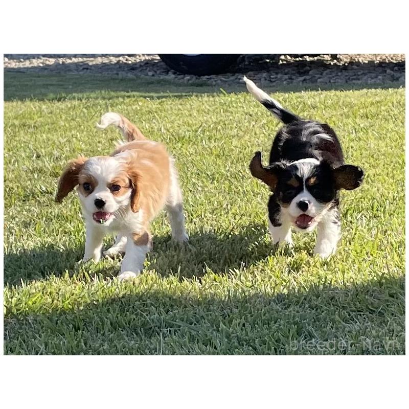 販売中の茨城県のキャバリアキングチャールズスパニエル-416704の7枚目