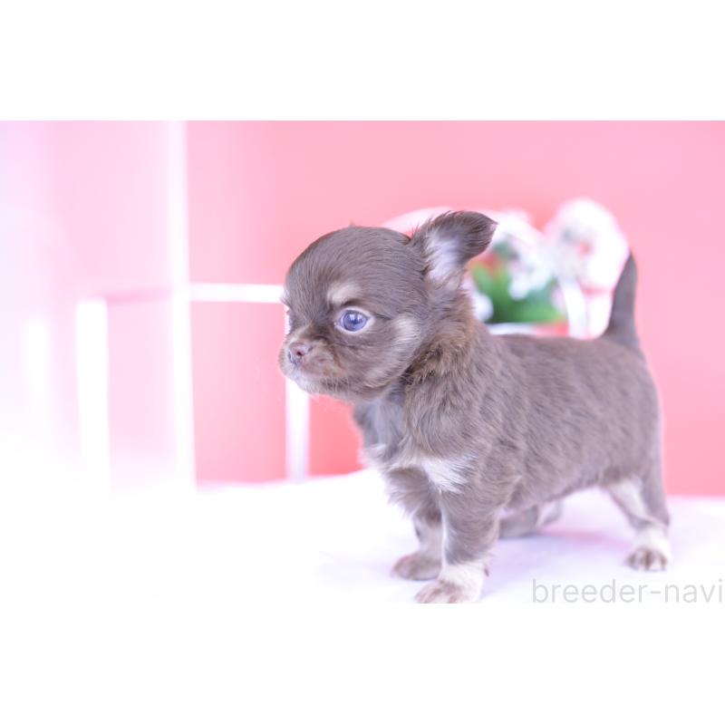 販売中の愛知県のチワワ(ロングコート)-424767の8枚目