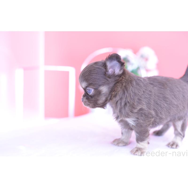 販売中の愛知県のチワワ(ロングコート)-424767の7枚目