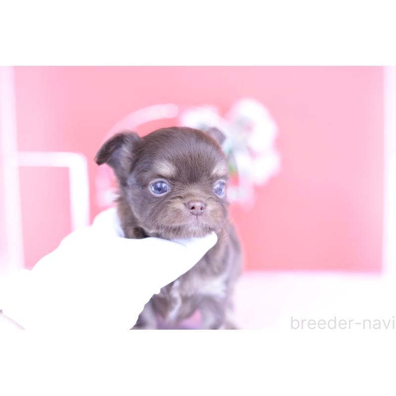 販売中の愛知県のチワワ(ロングコート)-424767の6枚目