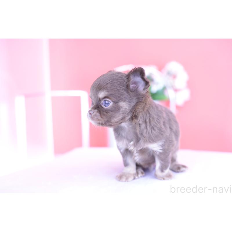 販売中の愛知県のチワワ(ロングコート)-424767の5枚目