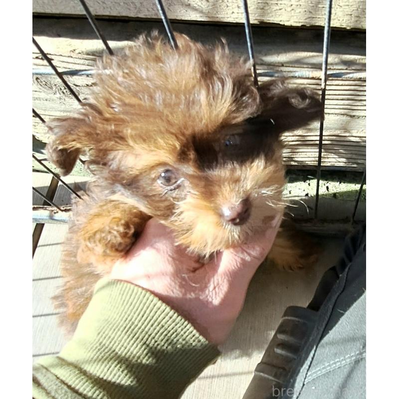 販売中の千葉県のポメプー:ポメラニアン×トイプードル-420902の3枚目