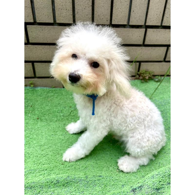 販売中の東京都のミックス犬-404054