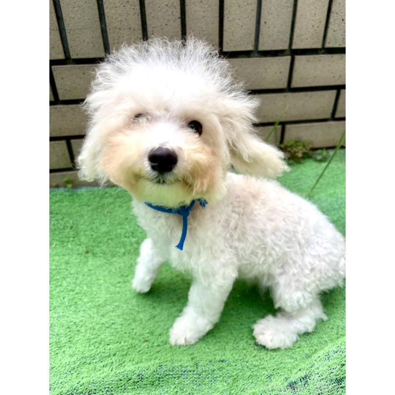 販売中の東京都のミックス犬-404054の5枚目