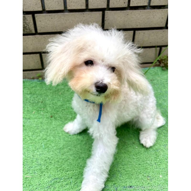 販売中の東京都のミックス犬-404054の4枚目