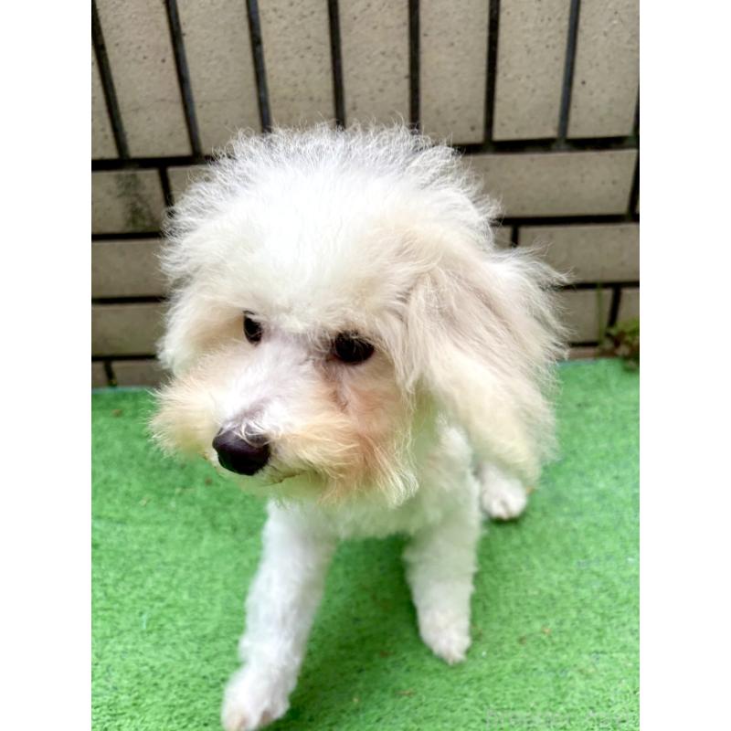 販売中の東京都のミックス犬-404054の3枚目