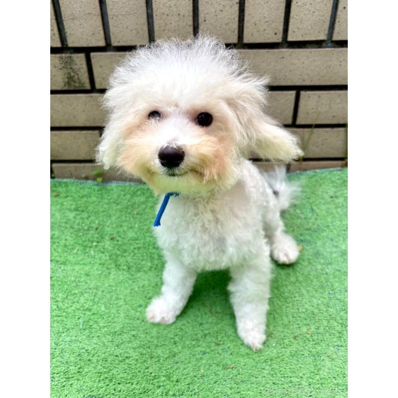 販売中の東京都のミックス犬-404054の2枚目