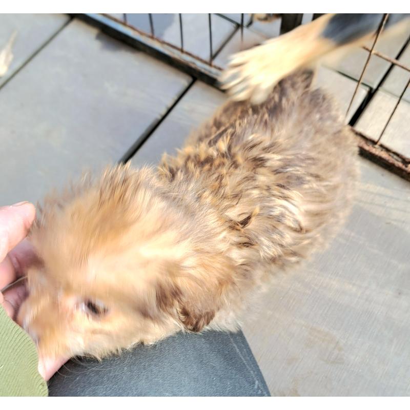 販売中の千葉県のポメプー:ポメラニアン×トイプードル-420138の3枚目