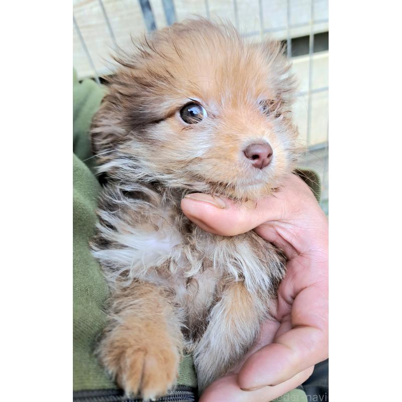 販売中の千葉県のポメプー:ポメラニアン×トイプードル-420138