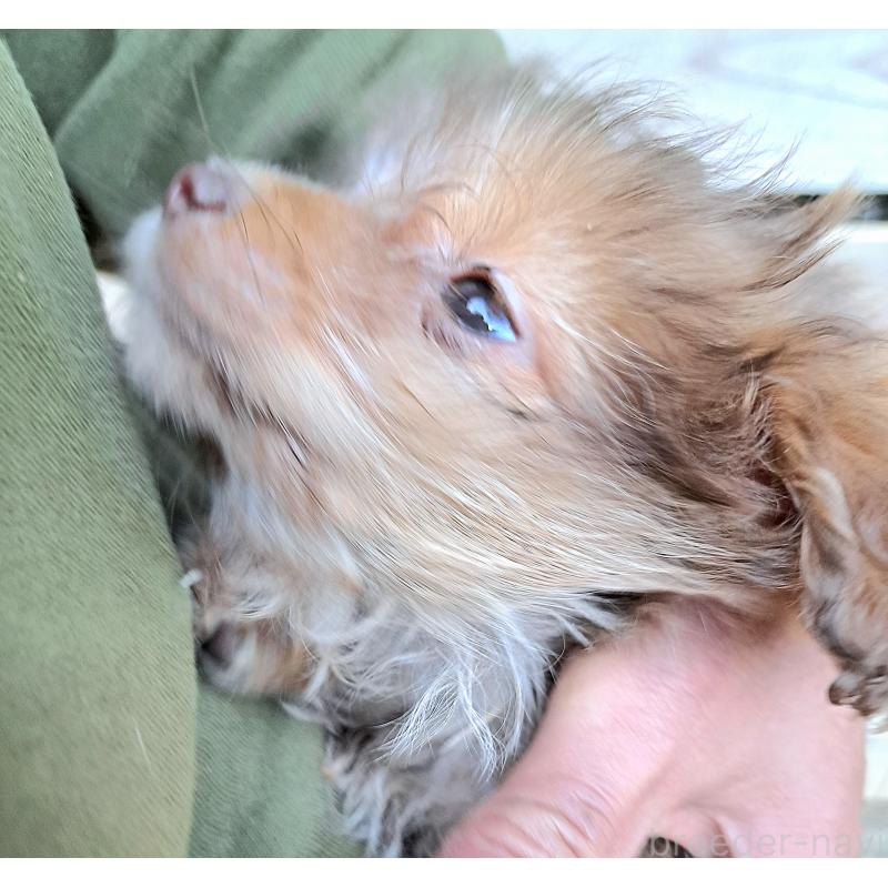 販売中の千葉県のポメプー:ポメラニアン×トイプードル-420138の2枚目