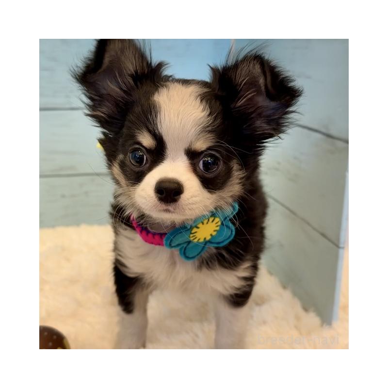 販売中の埼玉県のチワワ(ロングコート)-417606の6枚目