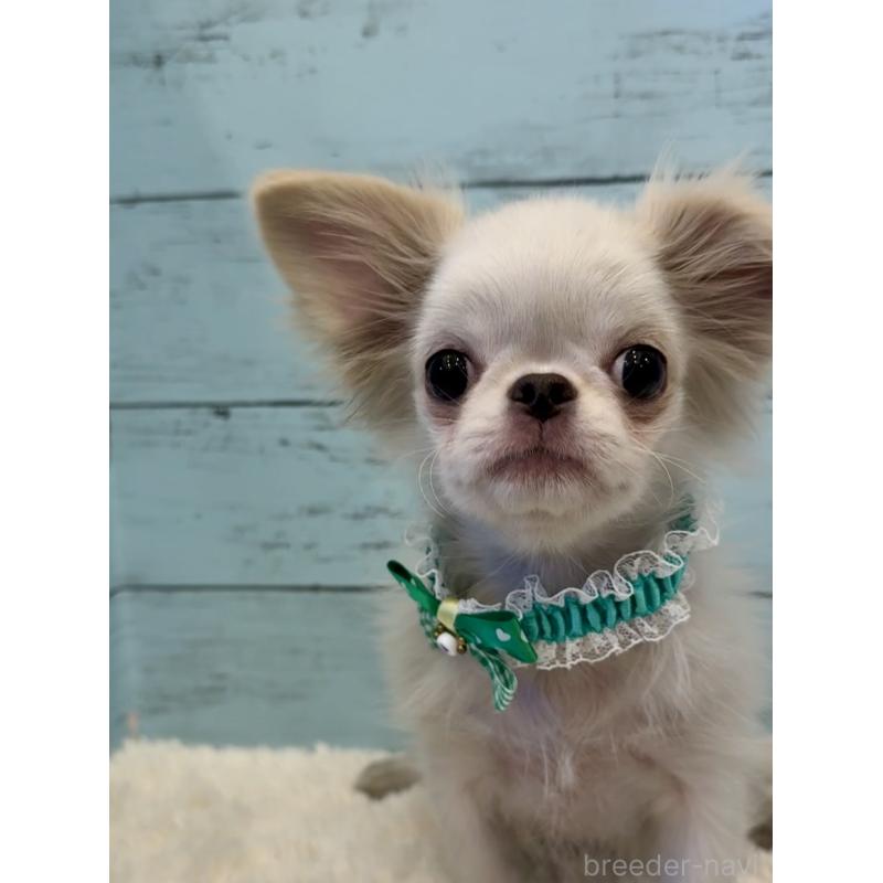 販売中の埼玉県のミックス犬-406503の8枚目