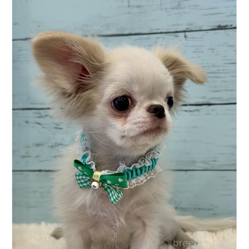 販売中の埼玉県のミックス犬-406503の7枚目