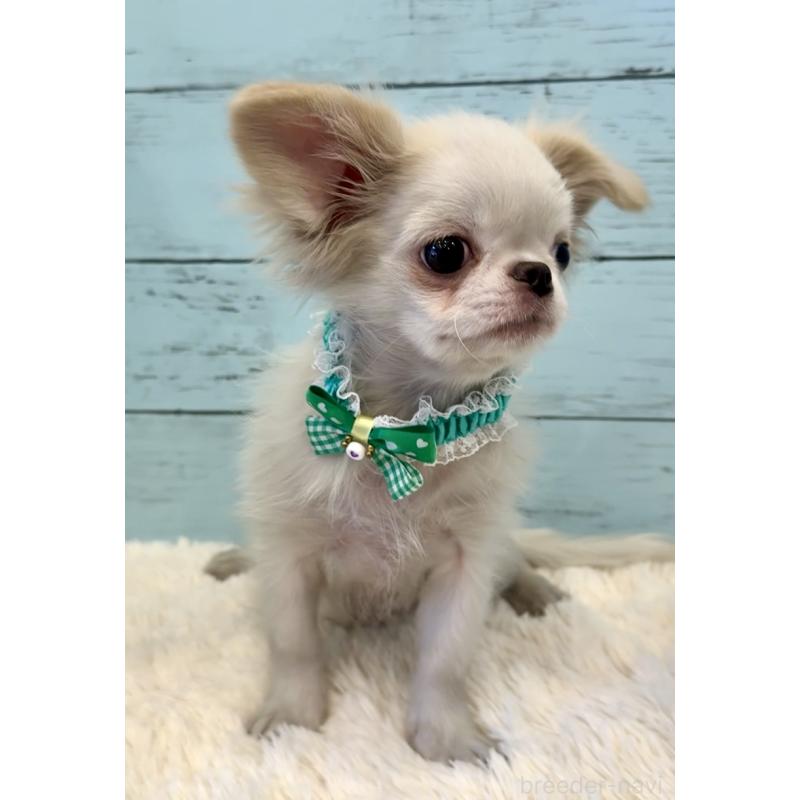 販売中の埼玉県のミックス犬-406503の6枚目