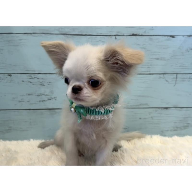 販売中の埼玉県のミックス犬-406503の5枚目