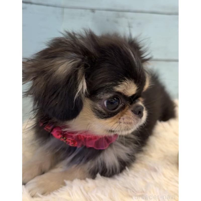 販売中の埼玉県のミックス犬-406509の8枚目