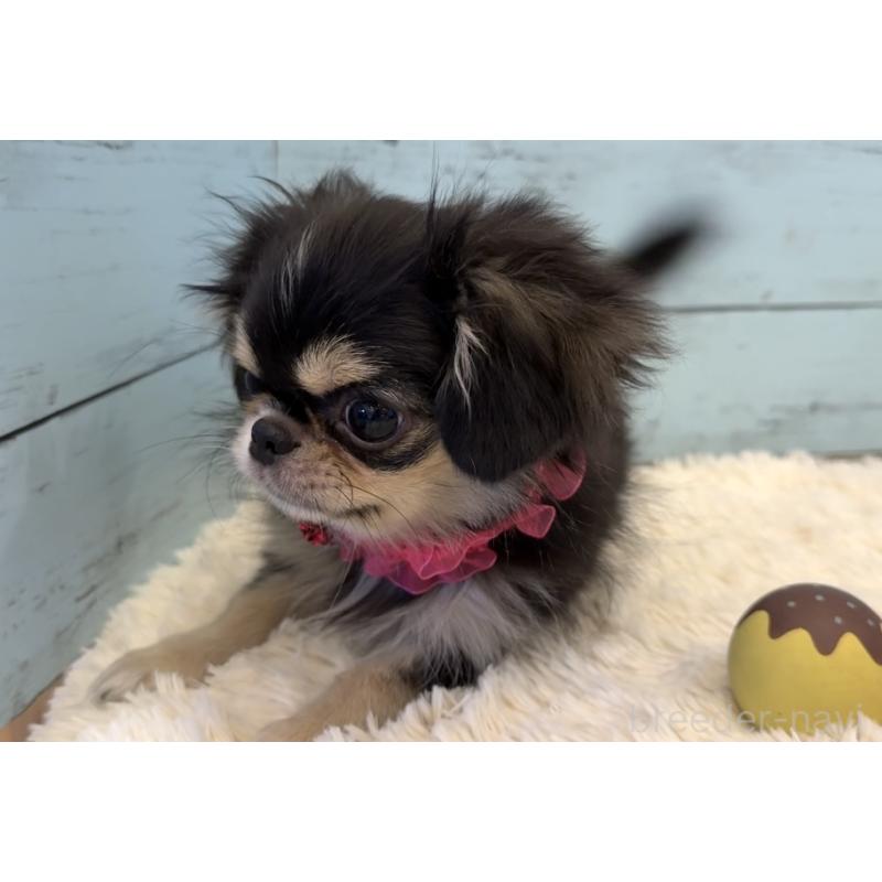 販売中の埼玉県のミックス犬-406509の7枚目