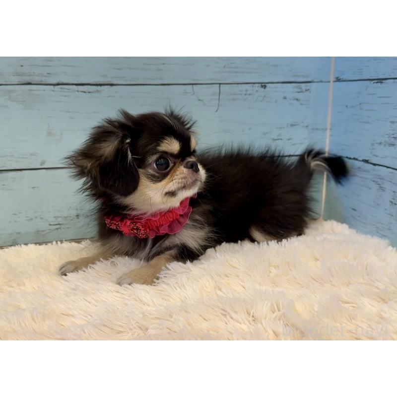 販売中の埼玉県のミックス犬-406509の6枚目