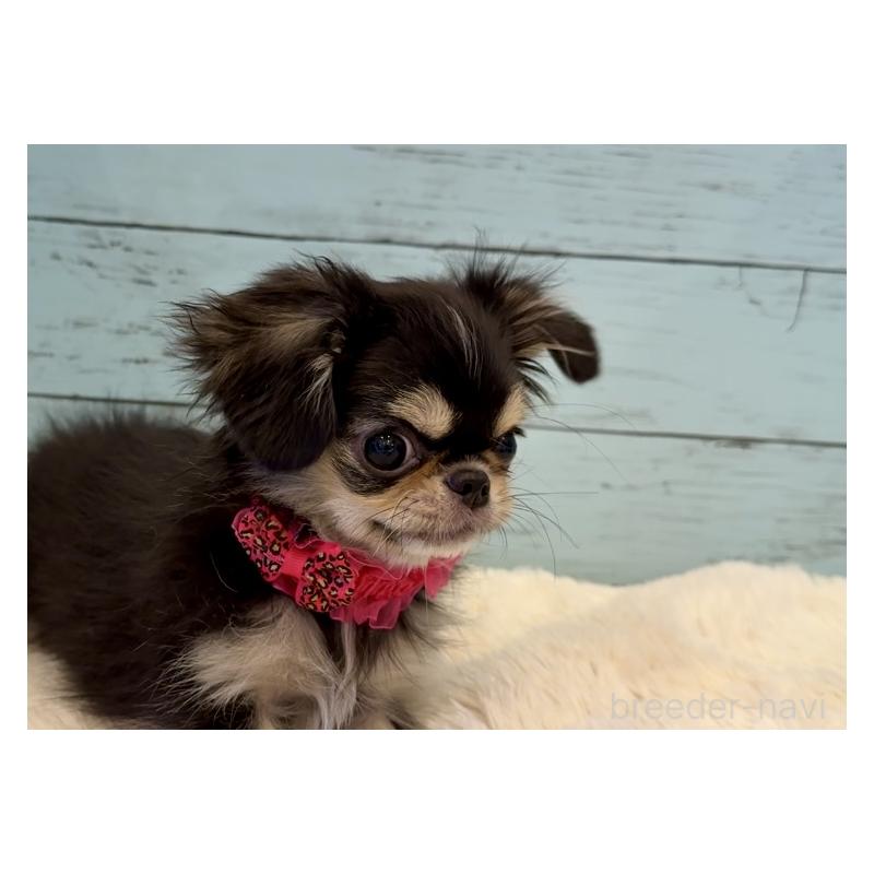 販売中の埼玉県のミックス犬-406509の5枚目