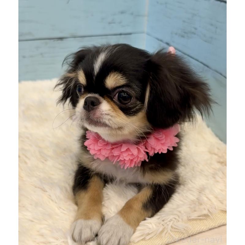 販売中の埼玉県のミックス犬-406508の12枚目