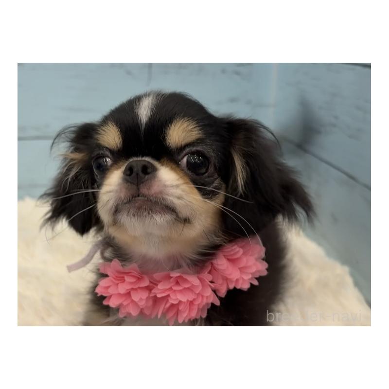 販売中の埼玉県のミックス犬-406508の11枚目