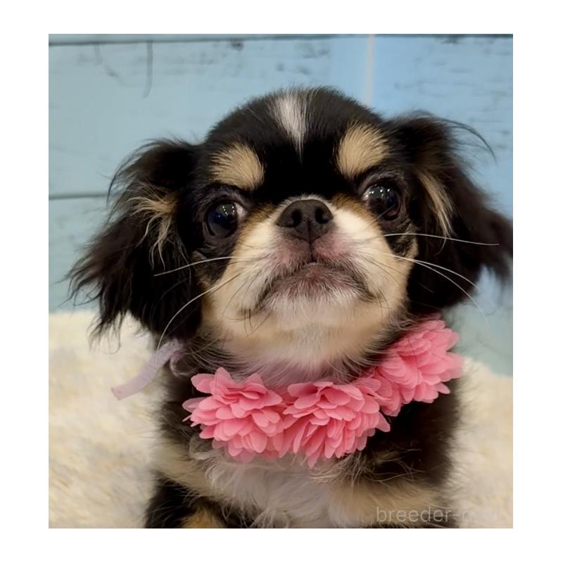 販売中の埼玉県のミックス犬-406508の10枚目