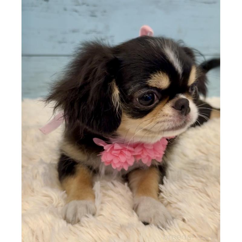 販売中の埼玉県のミックス犬-406508の9枚目