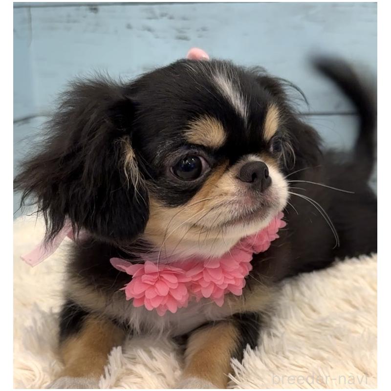 販売中の埼玉県のミックス犬-406508の8枚目