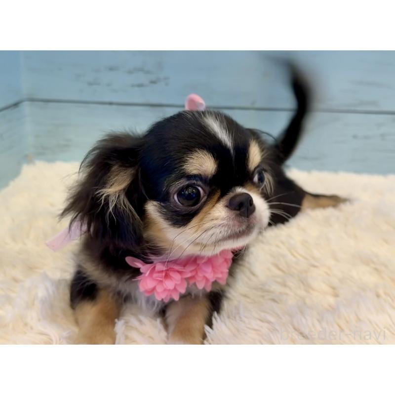 販売中の埼玉県のミックス犬-406508の7枚目