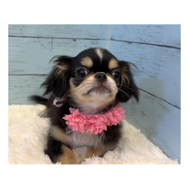 販売中の埼玉県のミックス犬-406508の6枚目