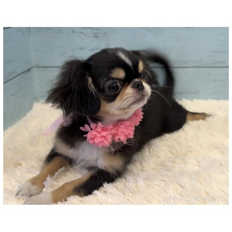 販売中の埼玉県のミックス犬-406508の5枚目