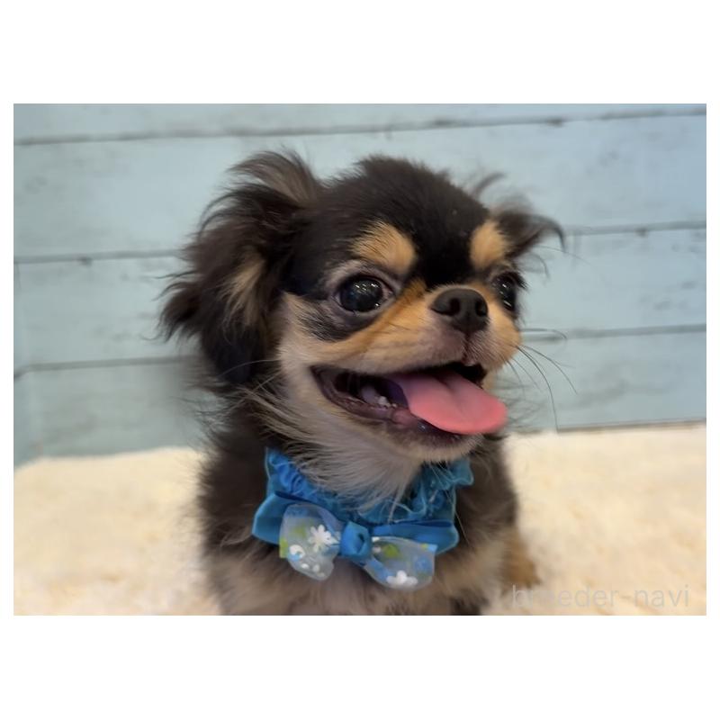 商談中の埼玉県のミックス犬-406504の15枚目