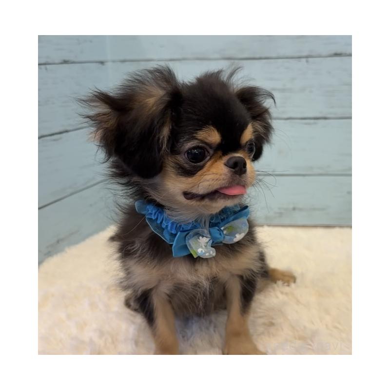 商談中の埼玉県のミックス犬-406504の14枚目